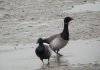 Pale-bellied Brent Goose at Thorpe Bay Seafront (Steve Arlow) (64095 bytes)